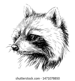 
Raccoon. Sketchy, graphic portrait of a raccoon on a white background.