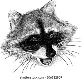 raccoon snout