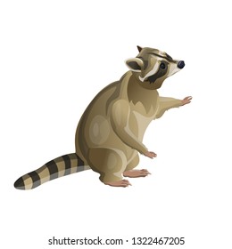 Raccoon standing on hind legs. Vector illustration isolated on white background