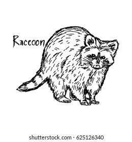 raccoon standing - vector illustration sketch hand drawn with black lines, isolated on white background