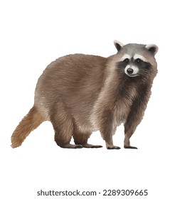 raccoon with style hand drawn digital painting illustration