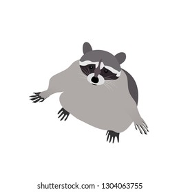 Raccoon Vector Illustration