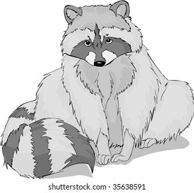 Raccoon Vector Illustration