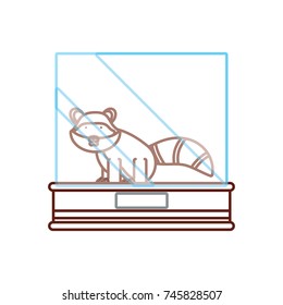  raccoon vector illustration