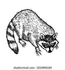 Raccoon. Vector illustration. Isolated on white. Hand-drawn style.