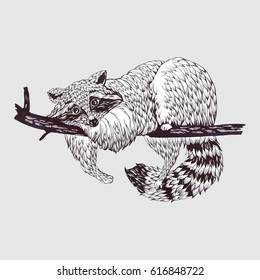 Raccoon, vector illustration. lying on a branch, drawing by hand, graphic, Isolated object of nature naturalistic sketch.