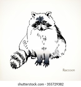 Raccoon, vector illustrations