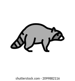 raccoon wild animal color icon vector. raccoon wild animal sign. isolated symbol illustration
