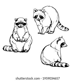 Raccoons, black and white drawing. Vector set of raccoons isolated on a white background.