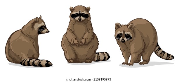 Raccoons in different poses. Vector illustration of raccoons isolated on white background.