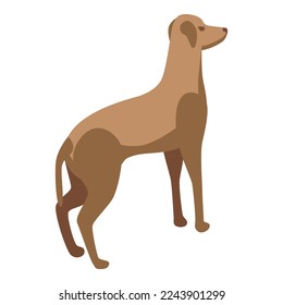 Race dog icon isometric vector. Animal pet. Domestic canine