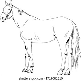 race horse without a harness drawn in ink by hand on background in full length