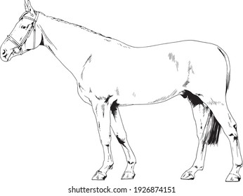 race horse without a harness drawn in ink by hand