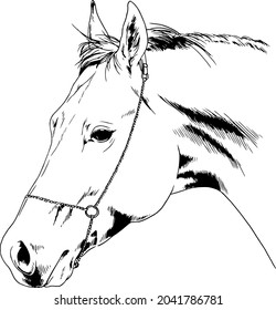 race horse without a harness drawn in ink by hand