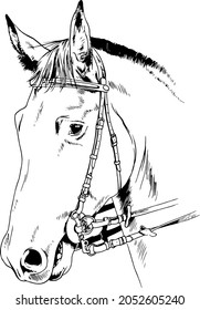 race horse without a harness drawn in ink by hand
