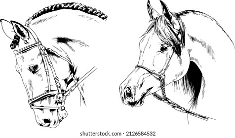 race horse without a harness drawn in ink by hand