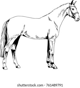 race horse without a harness drawn in ink by hand on background in full length