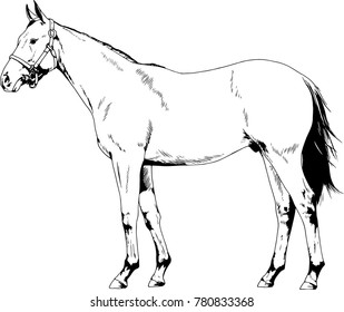 race horse without a harness drawn in ink by hand on white background in full length