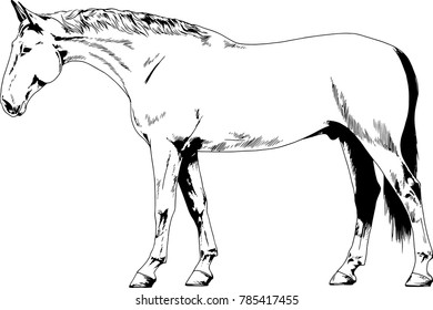 race horse without a harness drawn in ink by hand on background in full length