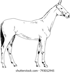 race horse without a harness drawn in ink by hand on background in full length