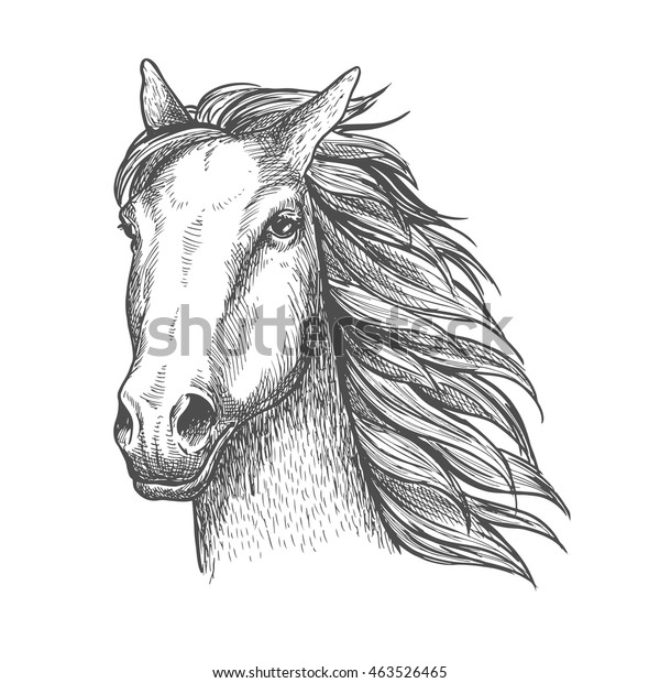 Racehorse Stallion Sketch Purebred Horse Head Stock Vector (Royalty