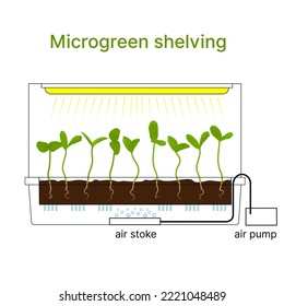Rack for growing microgreens at home. Vector illustration in flat style. Hydroponic fresh vegetables, commercial agriculture. Home farm