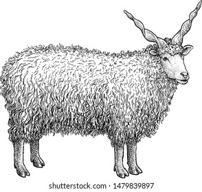 Racka sheep illustration, drawing, engraving, ink, line art, vector
