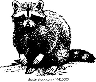 Racoon