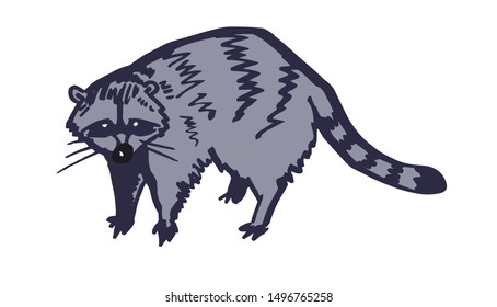 Racoon character isolated. Color vector illustration