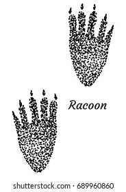 99 Racoon Tracks Images, Stock Photos & Vectors 