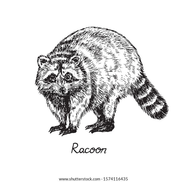 Racoon Standing Side View Inscription Hand Stock Vector (Royalty Free ...