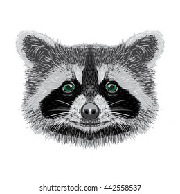  racoon vector illustration