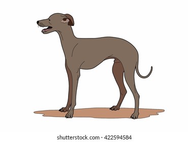 Racy dog