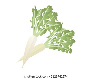 Raddish in flat style illustration.  Raddish clipart in white background.