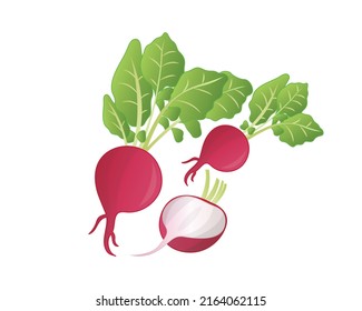 Raddish isolated on white background. Raddish set vector illustration. Chopped vegetable vector.