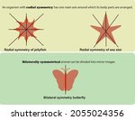 Radial and bilateral symmetry in animals