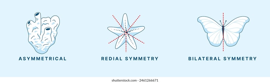 Radial and bilateral symmetry in animals