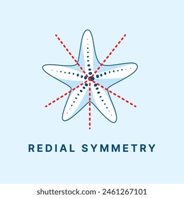 Radial and bilateral symmetry in animals
