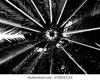 Ilustração do vetor da silhueta da folha da palma radial. Estêncil botânico preto e branco de alto contraste de Cycas ou frondes de palma para padrão orgânico e elemento de design gráfico moderno.