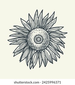 Radiant vector sketch of a sunflower bloom, capturing the vibrant beauty and intricate details of natures elegance. Ideal for adding a touch of floral charm to your designs