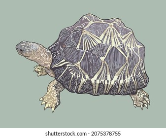 Radiated tortoise drawing, unique, art.illustration, vector