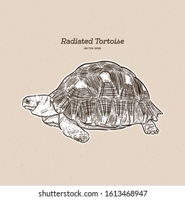 The radiated tortoise is a species in the family Testudinidae. Hand draw sketch vector.