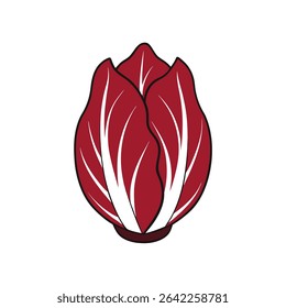 a radicchio cut showing deep red leaves with white