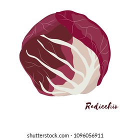 Radicchio. Flat design. Vector illustration