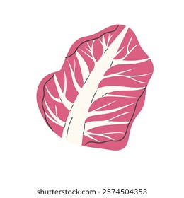 Radicchio fresh salad leaves, healthy organic vegetarian food, vector Illustration on a white background