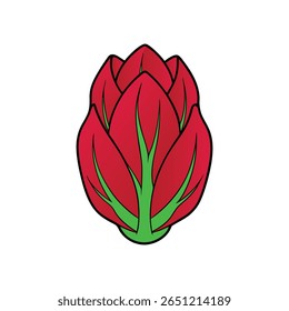 Radicchio head red leaves colorful artistic Vector illustration