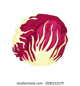 Radicchio lettuce isolated on white background. Kind salad in flat style. Agriculture symbol for any purpose.Design vector illustration.