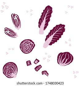 Radicchio pattern. Italian chicory leaf vegetable hand drawn vector illustration set. Whole radicchio, cut, sliced, half, leaves collection