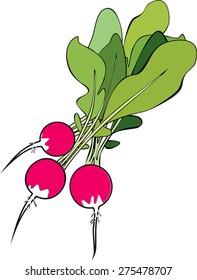 Radish
