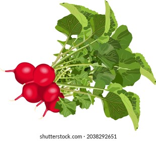 Radish for banners, flyers, posters, cards. Bunch of radishes with tops. Fresh organic and healthy, diet and vegetarian vegetables. Vector illustration isolated on white background